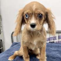 Thumbnail photo of Robin #2