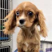 Thumbnail photo of Robin #4