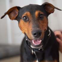 Thumbnail photo of Elvis #1