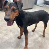 Thumbnail photo of Elvis #2