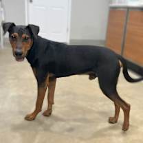 Thumbnail photo of Elvis #3