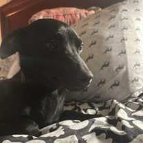 Thumbnail photo of Blacky #4