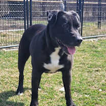 Thumbnail photo of LOKI #4