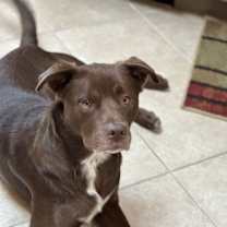 Thumbnail photo of RILEY #1