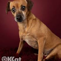 Thumbnail photo of Houdini #1