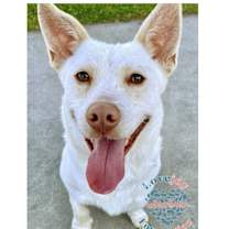 Thumbnail photo of Bemo COH #3