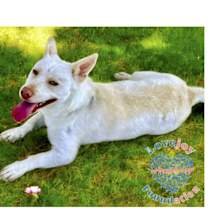 Thumbnail photo of Bemo COH #4