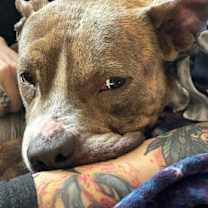 Thumbnail photo of Artemis - IN FOSTER #2