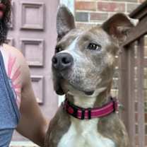 Thumbnail photo of Artemis - IN FOSTER #3