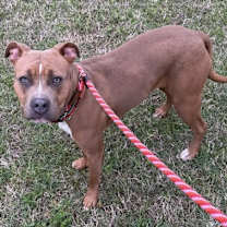 Thumbnail photo of Chloe #3