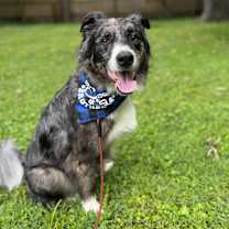 Thumbnail photo of Wickett #3