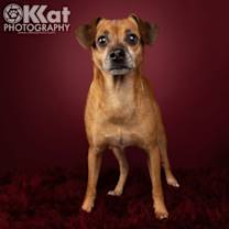 Thumbnail photo of Houdini #3