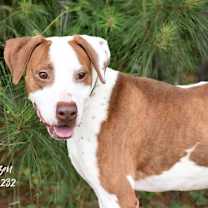 Thumbnail photo of Blitzen #4