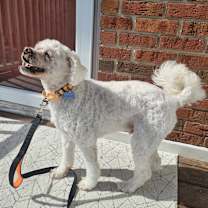 Thumbnail photo of Shaggy #2