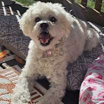 Thumbnail photo of Shaggy #1