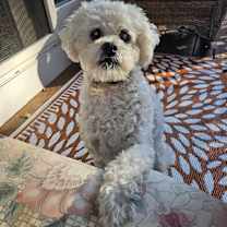 Thumbnail photo of Shaggy #3