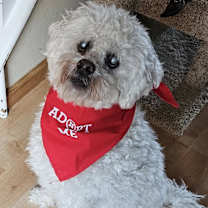 Thumbnail photo of Shaggy #4