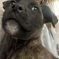 Thumbnail photo of Keebler #2