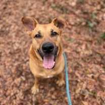 Thumbnail photo of Brock #3