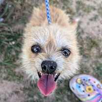 Thumbnail photo of Princess peach #2