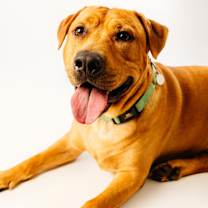 Thumbnail photo of Kolsch #1