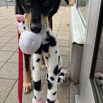 Thumbnail photo of Buddy #3