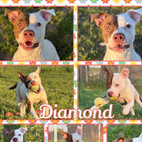 Thumbnail photo of Diamond #1