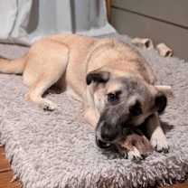 Thumbnail photo of Diva #4