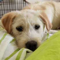 Thumbnail photo of McFlurry #1