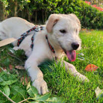 Thumbnail photo of McFlurry #2