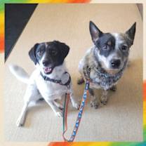 Thumbnail photo of Lisa & Teddy Bonded Pair #2