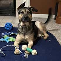 Thumbnail photo of Robin Hood : Sheriff Nottingham (Marty) #4