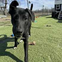 Thumbnail photo of June Bug #4