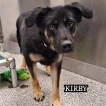 Thumbnail photo of URGENT DOG - Courtesy Post #1