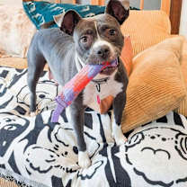 Thumbnail photo of Quincy #2