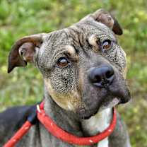 Thumbnail photo of Cheetah #4