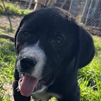 Thumbnail photo of Ollie #1