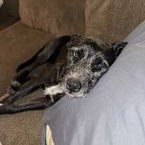 Thumbnail photo of Oni #3