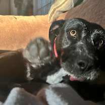 Thumbnail photo of Oni #4