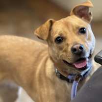 Thumbnail photo of Lulu #1