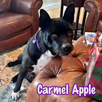 Thumbnail photo of Carmel Apple #4