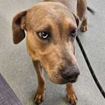 Thumbnail photo of Archie #3