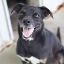 Thumbnail photo of Luke #1