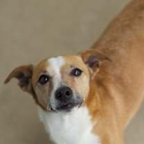 Thumbnail photo of Rufus #3