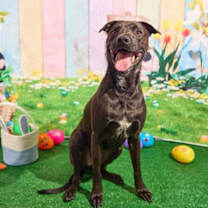 Thumbnail photo of Leo #1