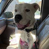 Thumbnail photo of Everest #2