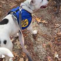 Thumbnail photo of Everest #3