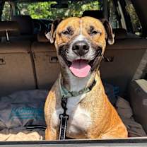 Thumbnail photo of Bojangles #1