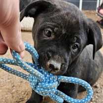 adopt-pet