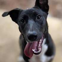 Thumbnail photo of Swiss #1